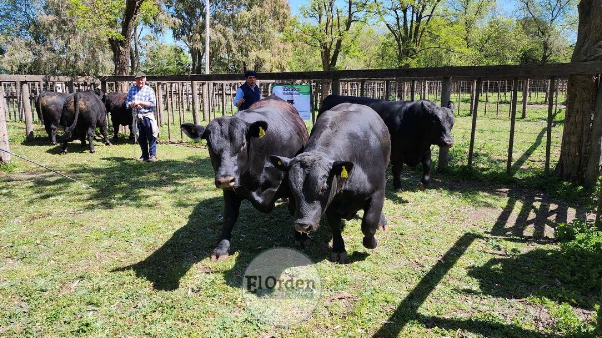 Coñue 157 Vasco 78, el Gran Campeón Angus
