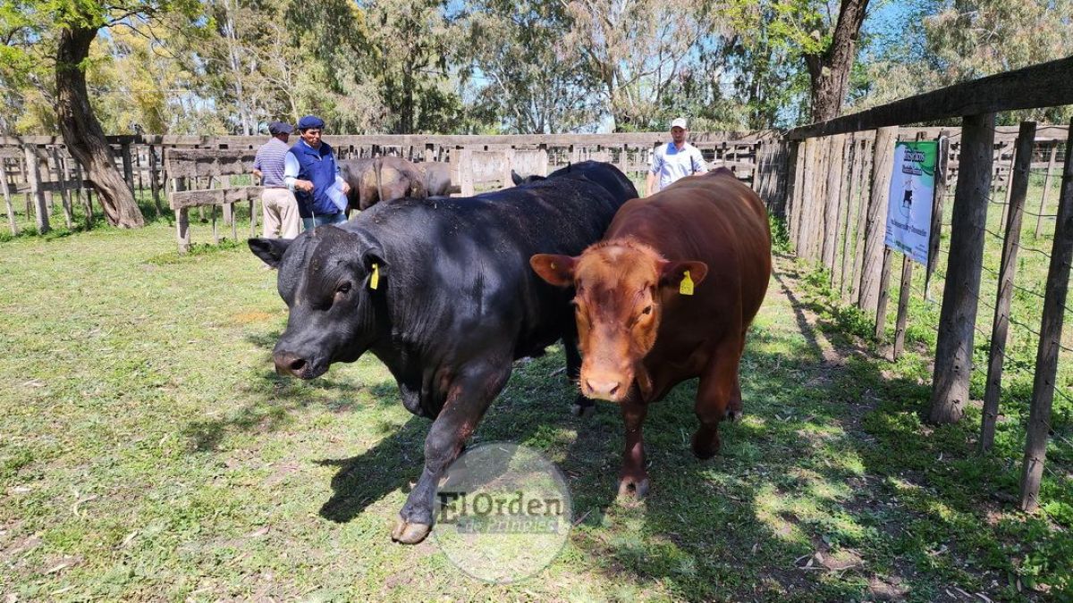 Coñue 157 Vasco 78, el Gran Campeón Angus