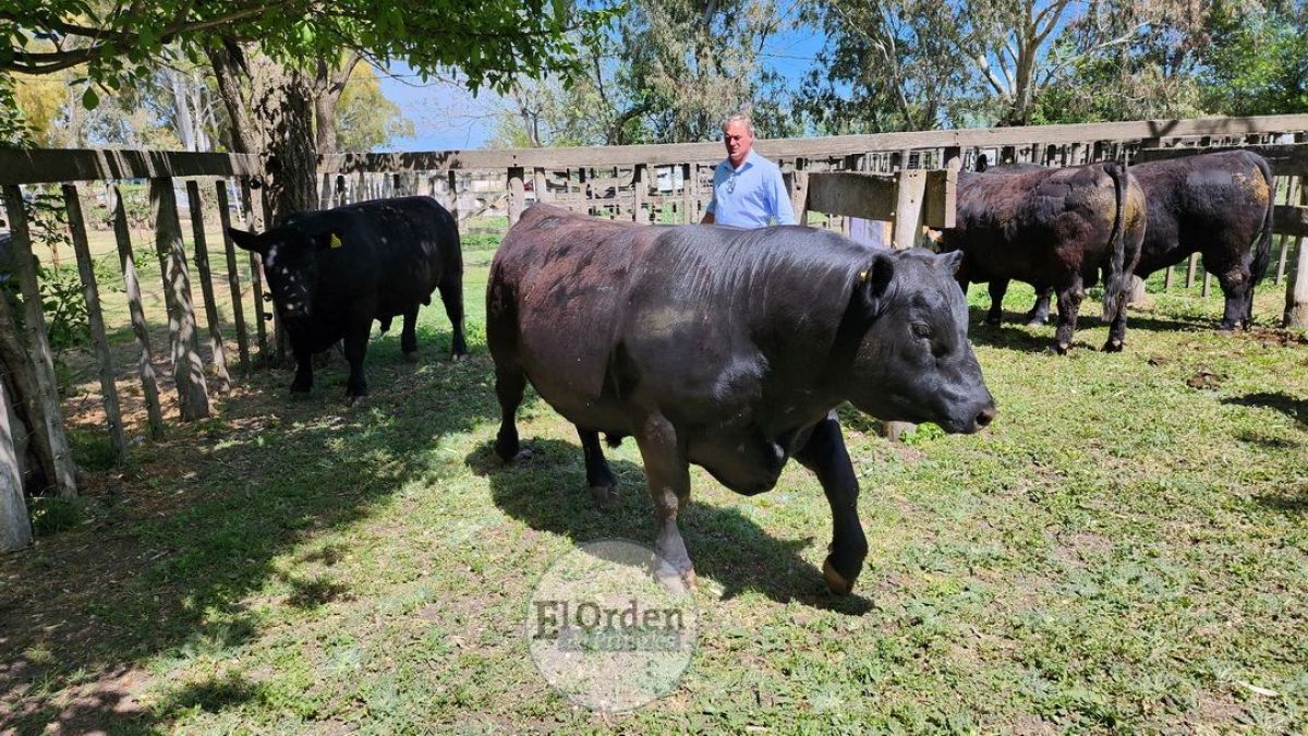 Coñue 157 Vasco 78, el Gran Campeón Angus