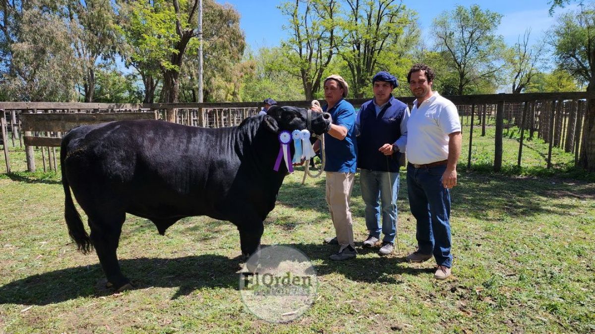 Coñue 157 Vasco 78, el Gran Campeón Angus
