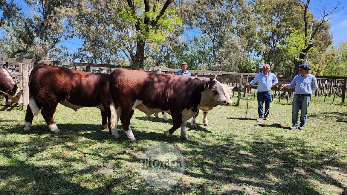 Coñue 157 Vasco 78, el Gran Campeón Angus