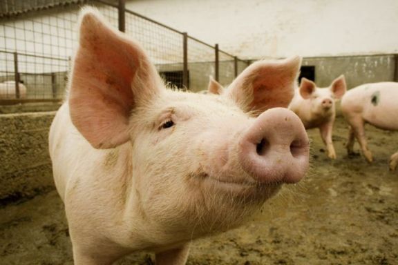 La Provincia abrió convocatoria a líneas de financiamiento para el sector porcino