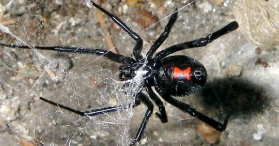 Por la sequía: preocupa la propagación de la araña viuda negra en el campo