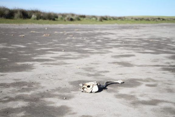 Pringles y la zona, en Emergencia por sequía