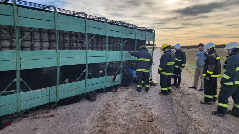 Volcó un camión con hacienda en la ruta 85  y murieron algunos animales